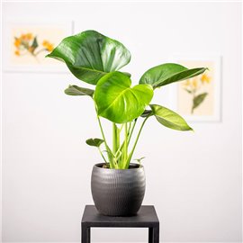 Monstera Dziurawa | Mała