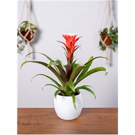 Guzmania 'Hope'