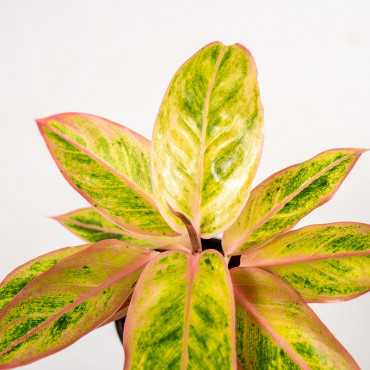 Aglonema 'Salmon Fantasy'