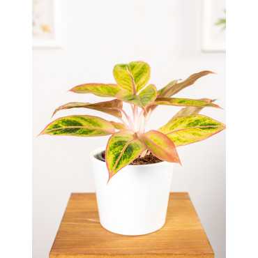 Aglonema 'Salmon Fantasy'