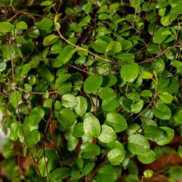 Mulenbekia | Wisząca