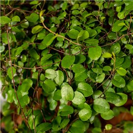 Mulenbekia | Wisząca