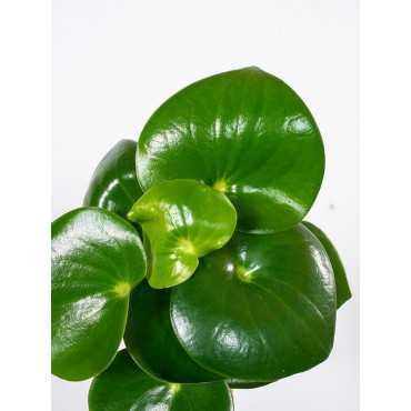 Costus arabicus