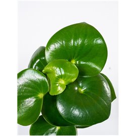 Costus arabicus