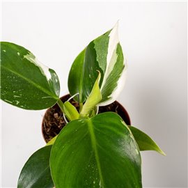 Filodendron 'White Princess'