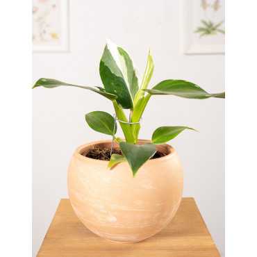 Filodendron 'White Princess'