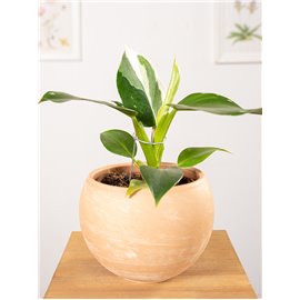 Filodendron 'White Princess'