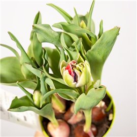 Tulipan o pełnych kwiatach