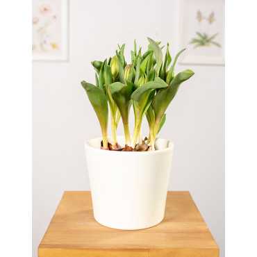 Tulipan o pełnych kwiatach