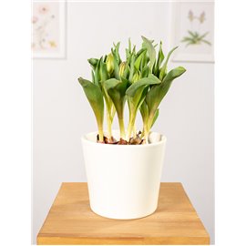 Tulipan o pełnych kwiatach