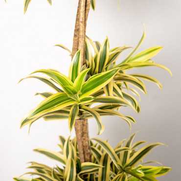 Dracena 'Song of India' | Kompozycja