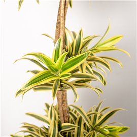 Dracena 'Song of India' | Kompozycja
