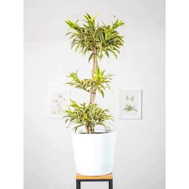 Dracena 'Song of India' | Kompozycja