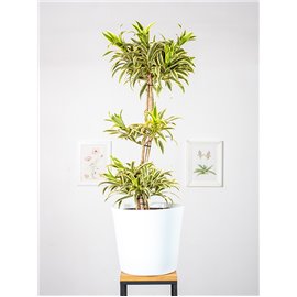 Dracena 'Song of India' | Kompozycja