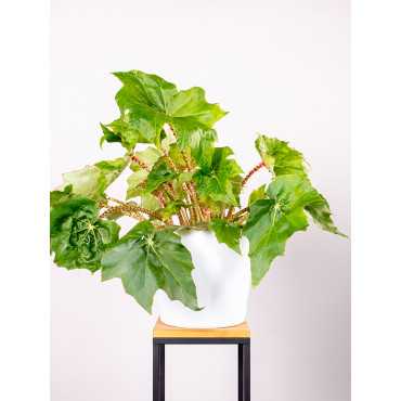 Begonia 'Immense'