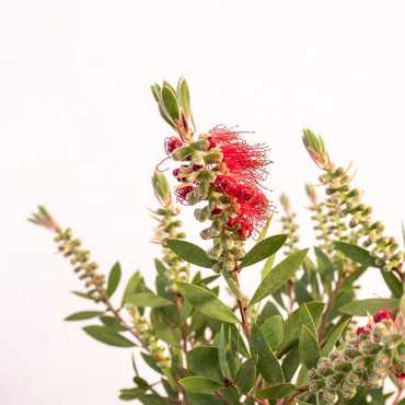 Kuflik cytrynowy na pniu