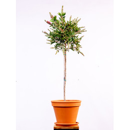 Kuflik cytrynowy na pniu
