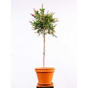 Kuflik cytrynowy na pniu