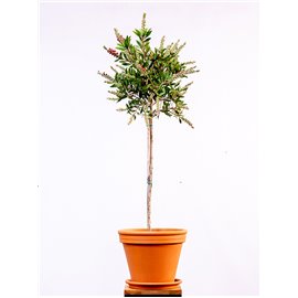 Kuflik cytrynowy na pniu