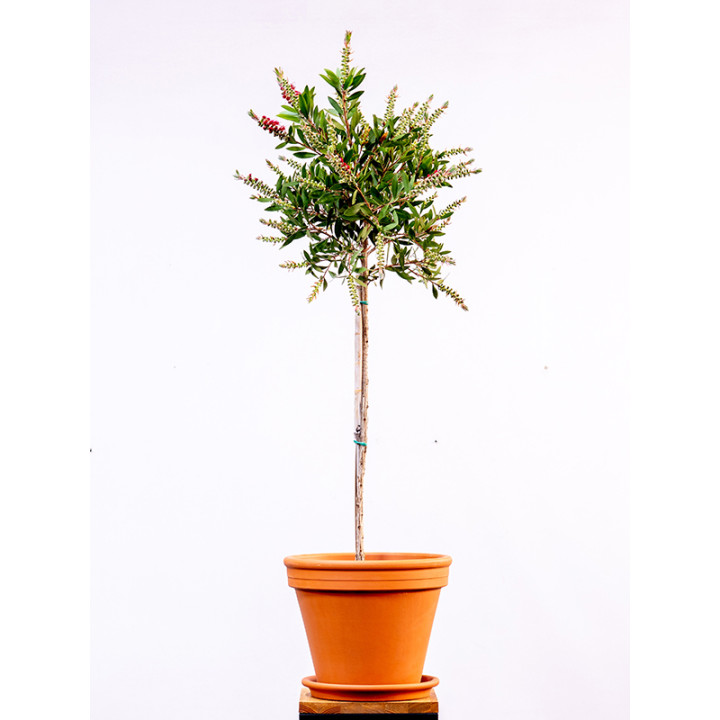Kuflik cytrynowy na pniu