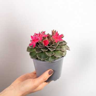 Graptopetalum bellum