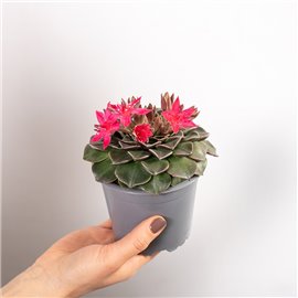 Graptopetalum bellum