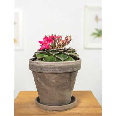 Graptopetalum bellum