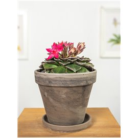 Graptopetalum bellum