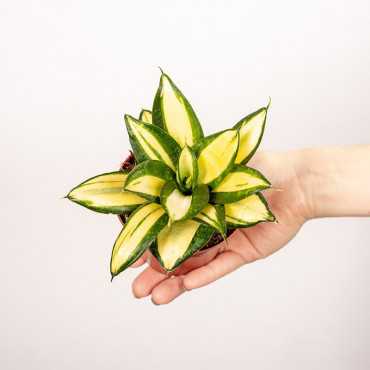 Sansewieria 'Sunny Star'
