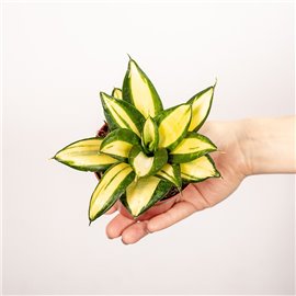 Sansewieria 'Sunny Star'