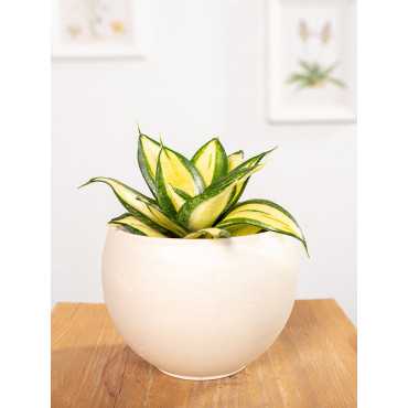 Sansewieria 'Sunny Star'