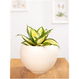 Sansewieria 'Sunny Star'