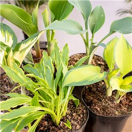 Hosta MIX odmian