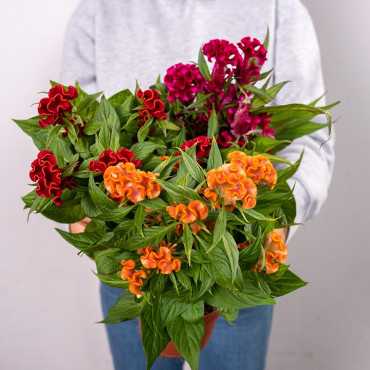 Celozja grzebieniasta