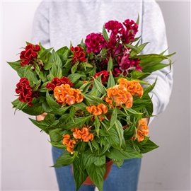 Celozja grzebieniasta