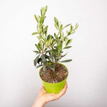 Oliwka na pniu mała