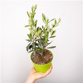 Oliwka na pniu mała