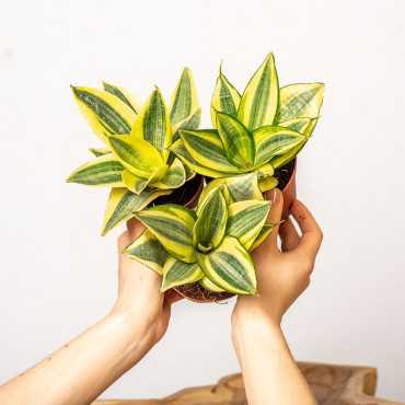 Sansewieria 'Golden Hahnii'
