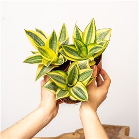 Sansewieria 'Golden Hahnii'