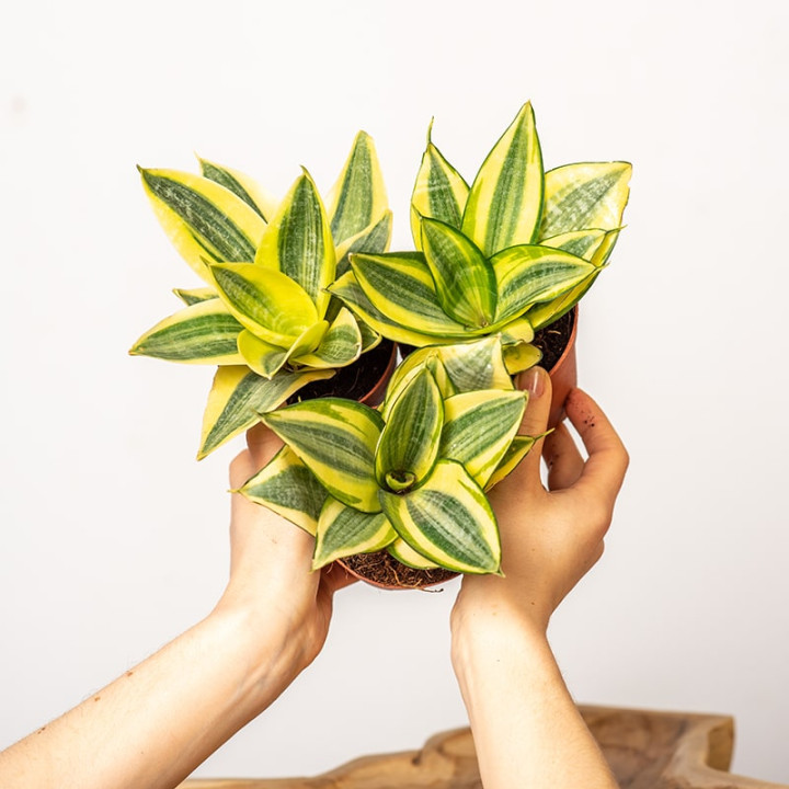 Sansewieria 'Golden Hahnii'