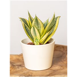 Sansewieria 'Golden Hahnii'
