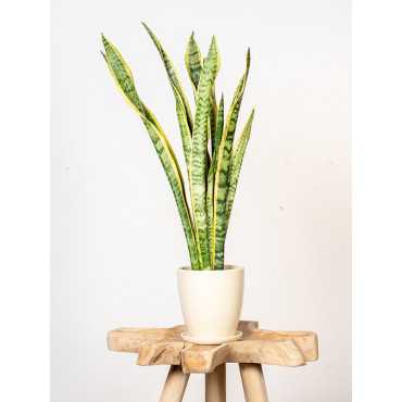 Sansewieria 'Laurentii'