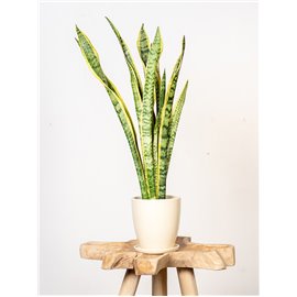 Sansewieria 'Laurentii'