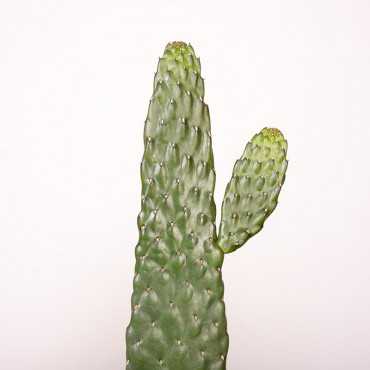 Opuncja rubescens