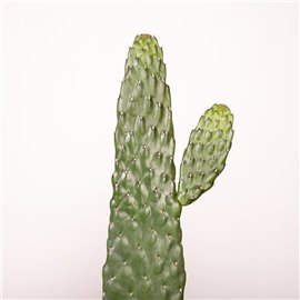 Opuncja rubescens