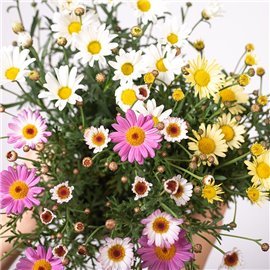 Złocień krzewiasty MIX kolorów