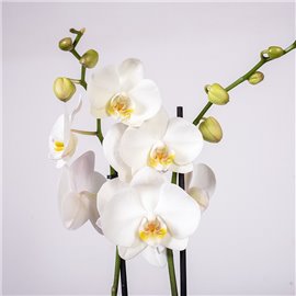 Kompozycja okolicznościowa