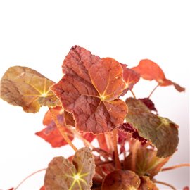 Begonia 'Autumn Ember'