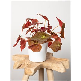 Begonia 'Autumn Ember'