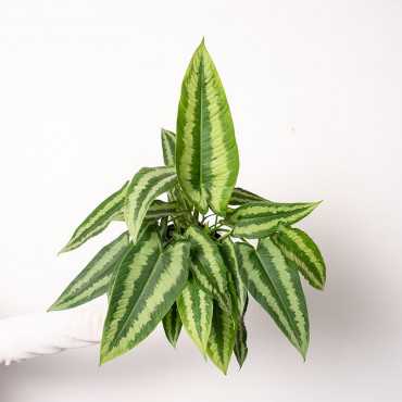 Schismatoglottis wallichii